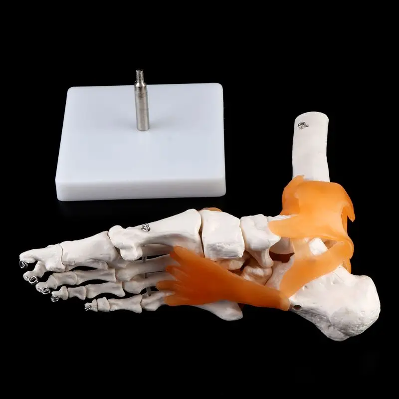 2019 NEW 1: 1 Human Skeleton Human Model Joint Medical Anatomy Ankle Ligament Anatomically Teaching Resource Tool Dropshipping
2019 NEW 1: 1 Human Skeleton Human Model Joint Medical Anatomy Ankle Ligament Anatomically Teaching Resource Tool Dropshipping