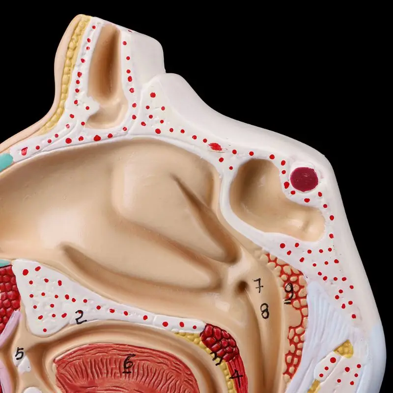 Human Anatomical Nasal Cavity Throat Anatomy Medical Model Teaching Tool Medical Science Stationery for School
Human Anatomical Nasal Cavity Throat Anatomy Medical Model Teaching Tool Medical Science Stationery for School