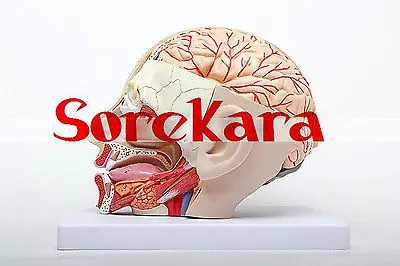 Людская анатомическая Emulational головы рассечение внутренностей Спецодежда