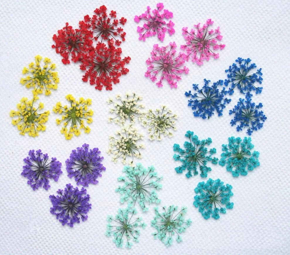 250pcs Pressed Dried Ammi Majus Flower Dry Plants For Epoxy Resin Pendant Necklace Jewelry Making Craft DIY Accessories
250pcs Pressed Dried Ammi Majus Flower Dry Plants For Epoxy Resin Pendant Necklace Jewelry Making Craft DIY Accessories