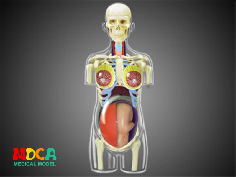 Pregnancy 4d master puzzle Assembling toy human body organ anatomical model medical teaching model
Pregnancy 4d master puzzle Assembling toy human body organ anatomical model medical teaching model