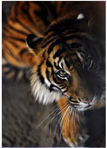 New Arrive 3D Needlework Embroidery Cross Tiger Diy Diamond Painting Pasted Mosaic Painting Square Drill Fashion Home Decoration
New Arrive 3D Needlework Embroidery Cross Tiger Diy Diamond Painting Pasted Mosaic Painting Square Drill Fashion Home Decoration