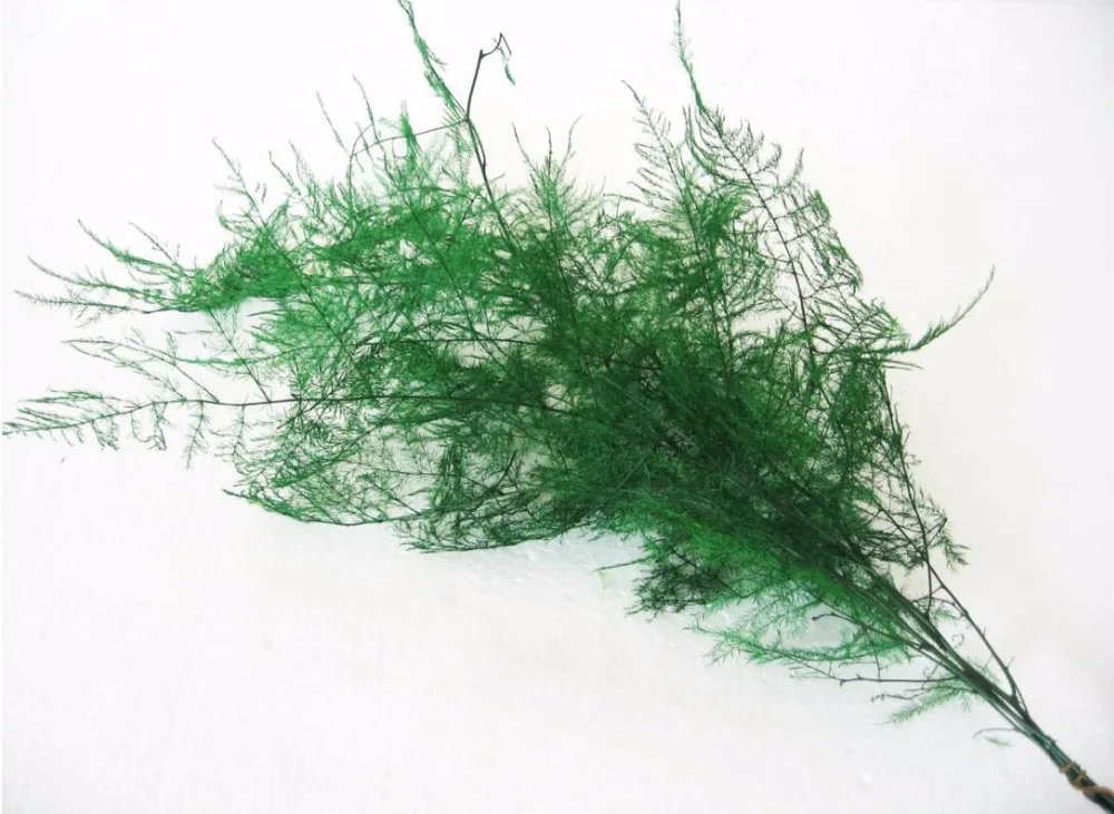 1 Bundle 20g Green Plumosus Dried Plant For Wedding Party Home Hotel Decoration DIY Bouquet Project Accessory
1 Bundle 20g Green Plumosus Dried Plant For Wedding Party Home Hotel Decoration DIY Bouquet Project Accessory