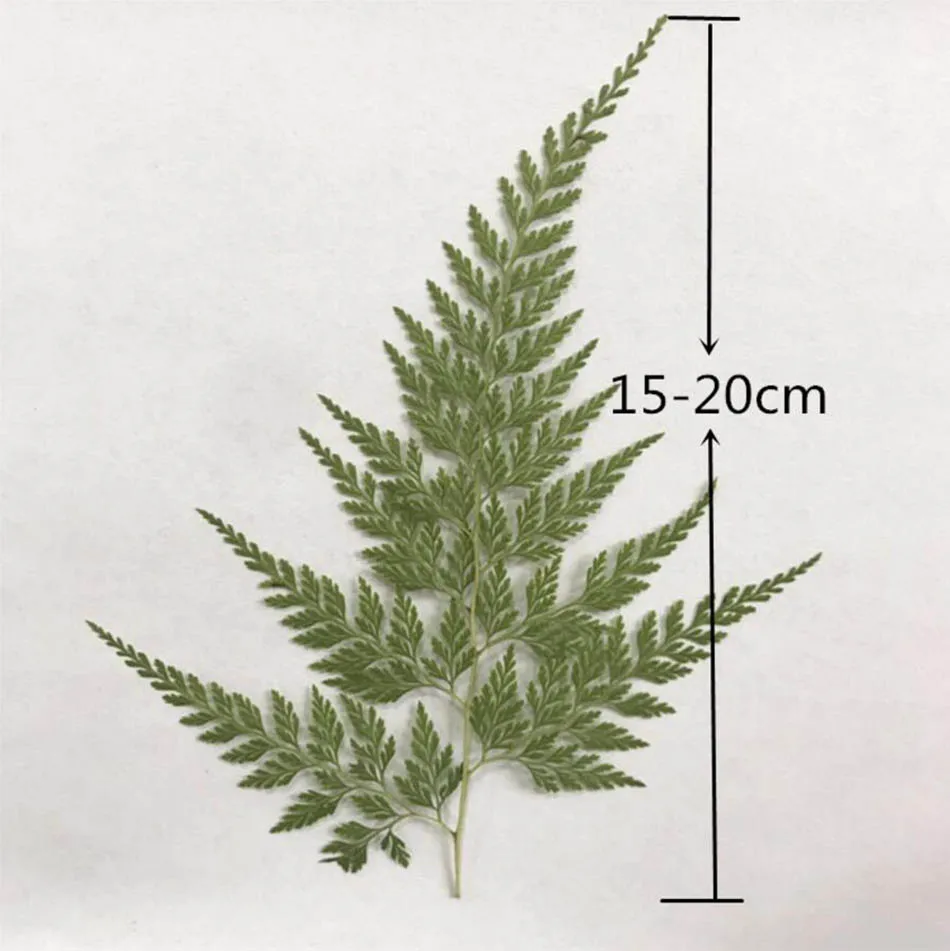 60pcs 15-20cm Pressed Dried Big Stenoloma Chusanum Leaf Flower Plants Herbarium For Jewelry Phone Case Frame Postcard Making
60pcs 15-20cm Pressed Dried Big Stenoloma Chusanum Leaf Flower Plants Herbarium For Jewelry Phone Case Frame Postcard Making