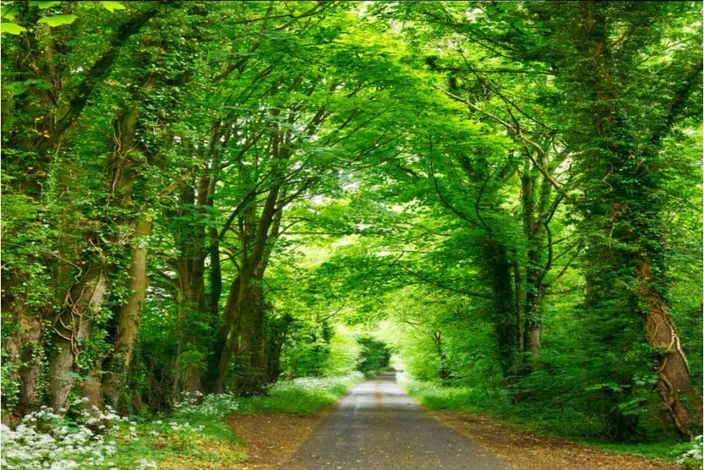 3d room wallpaper landscape custom mural The forest trail road decoration painting 3d wall murals wallpaper for walls 3 d
3d room wallpaper landscape custom mural The forest trail road decoration painting 3d wall murals wallpaper for walls 3 d