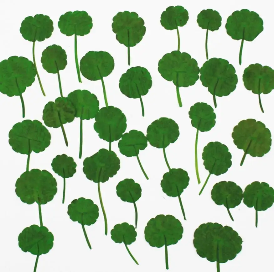 250 шт. прессованный высушенный Centella азиатская L. Цветочные растения, гербарий для изготовления ювелирных изделий
250 шт. прессованный высушенный Centella азиатская L. Цветочные растения, гербарий для изготовления ювелирных изделий
