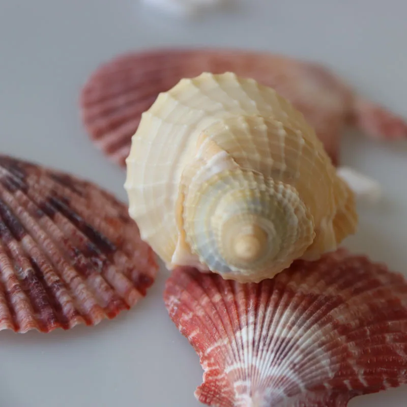 Free Shipping(10pcs/lot)Altantic Distorsio Natural Shell & Conch Home Decoration Aquarium Landscaping Shell Ornaments
Free Shipping(10pcs/lot)Altantic Distorsio Natural Shell & Conch Home Decoration Aquarium Landscaping Shell Ornaments