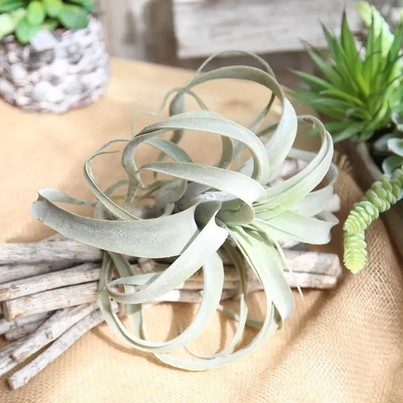 Artificial Flowers Artificial Succulents Household Decoration Hot Green Plant Grass Fake Floral Artificial Plants Plastic Flower
Artificial Flowers Artificial Succulents Household Decoration Hot Green Plant Grass Fake Floral Artificial Plants Plastic Flower