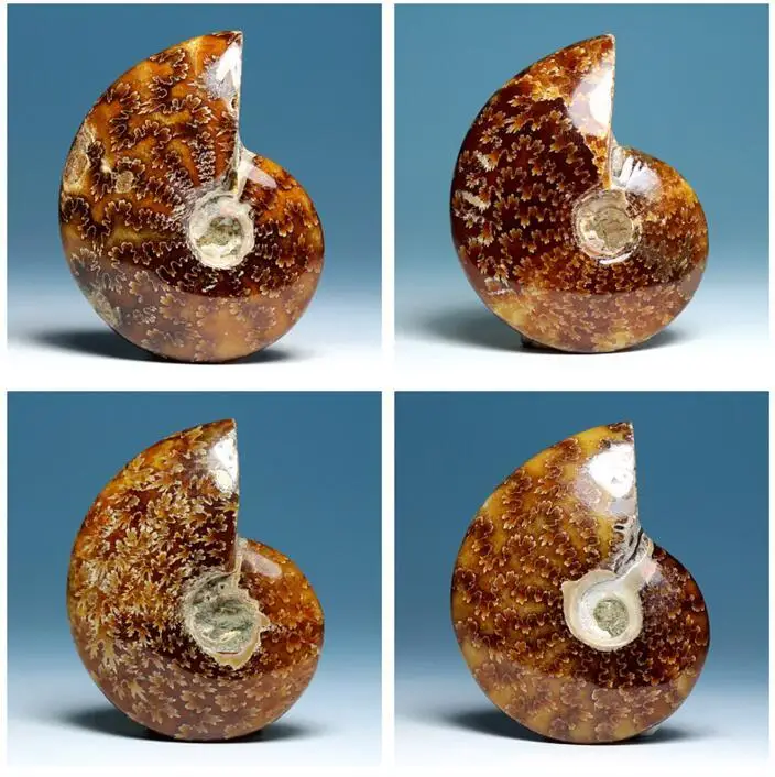 AA++ Natural AMMONITE PRETTY NAUTILUS MADAGASCAR FOSSIL SPECIMEN HEALING 30-40g Free Shipping
AA++ Natural AMMONITE PRETTY NAUTILUS MADAGASCAR FOSSIL SPECIMEN HEALING 30-40g Free Shipping