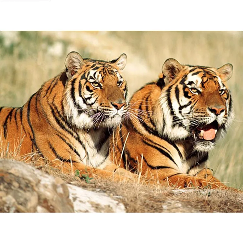 5D DIY Diamond painting tiger couple Full square/Round Diamond embroidery Cross Stitch Rhinestone Mosaic decor NX
5D DIY Diamond painting tiger couple Full square/Round Diamond embroidery Cross Stitch Rhinestone Mosaic decor NX