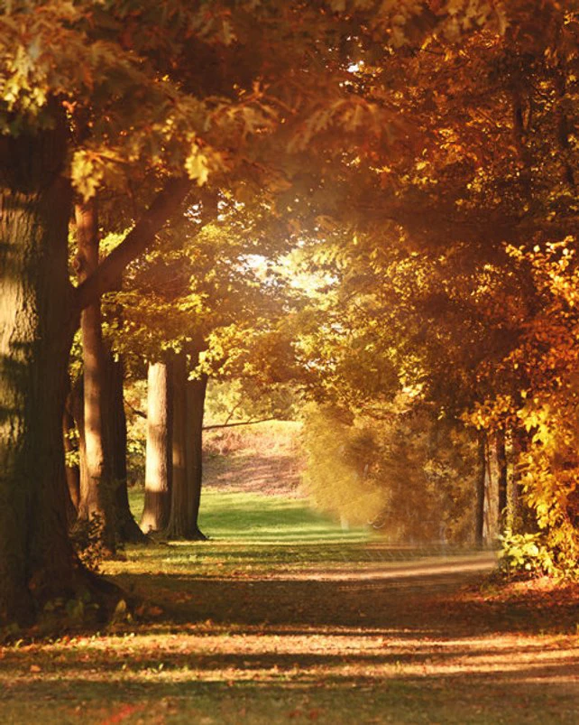 Autumn leaves leaf Tree Road Sunshine backdrop High quality Computer print children kids photography backgrounds
Autumn leaves leaf Tree Road Sunshine backdrop High quality Computer print children kids photography backgrounds
