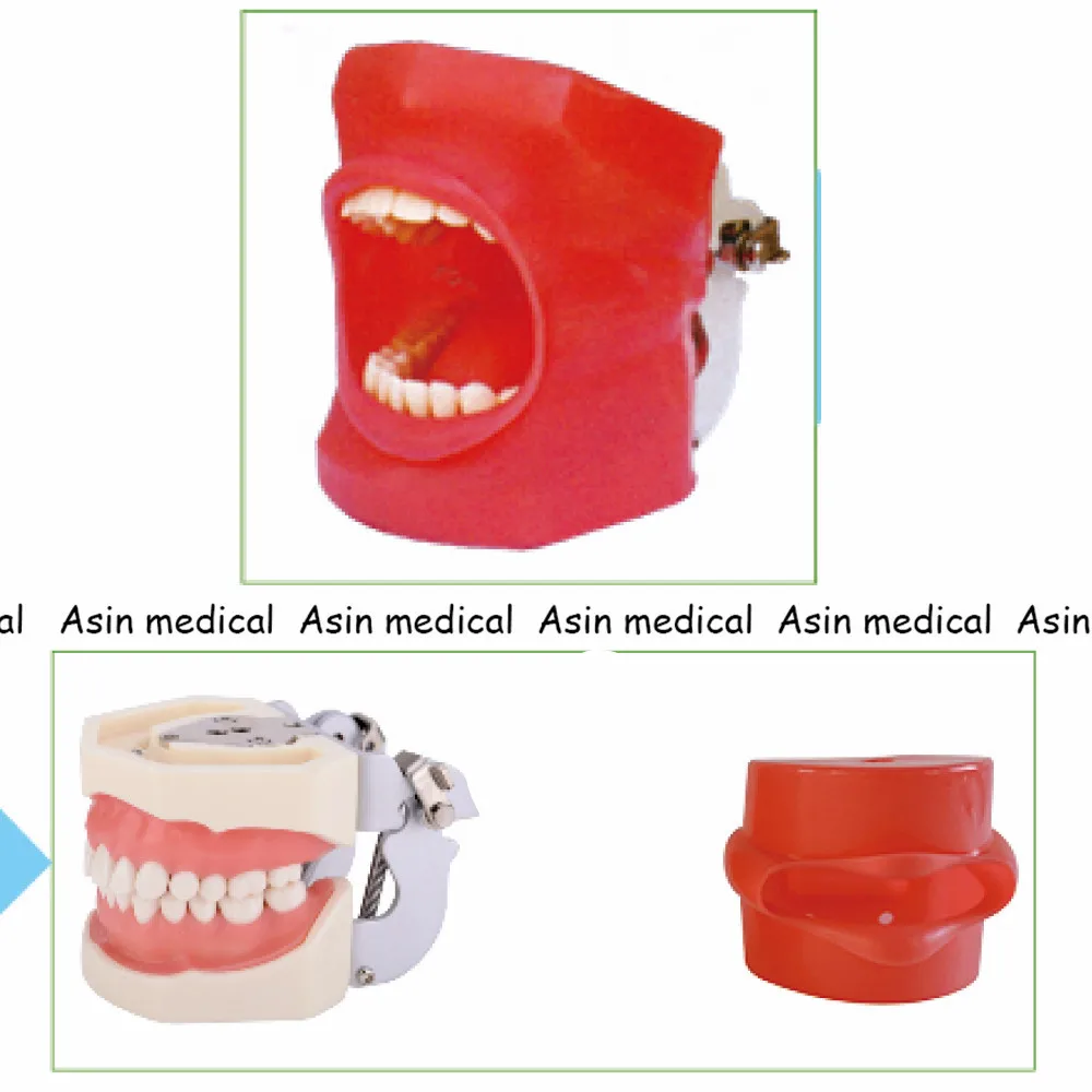 High Quality Oral Simulation Practice System Dental Phantom Head for Dental School
High Quality Oral Simulation Practice System Dental Phantom Head for Dental School