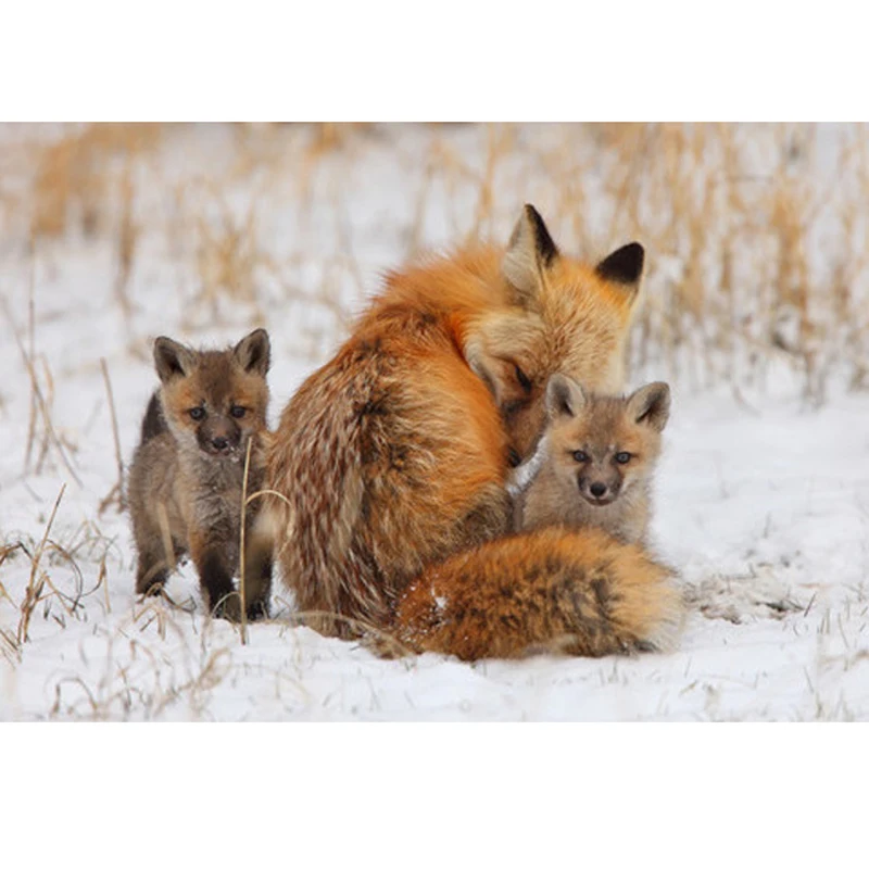 Full Resin Square Diamond Painting Fox Cross Stitch Kits 3D Diamond Embroidery Needlework Mosaic Kit Home Wall Decoration D005
Full Resin Square Diamond Painting Fox Cross Stitch Kits 3D Diamond Embroidery Needlework Mosaic Kit Home Wall Decoration D005