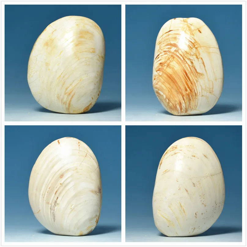Natural big mussels for collection of animal fossils paleontology fossil specimens Kistler ore original stone teaching
Natural big mussels for collection of animal fossils paleontology fossil specimens Kistler ore original stone teaching