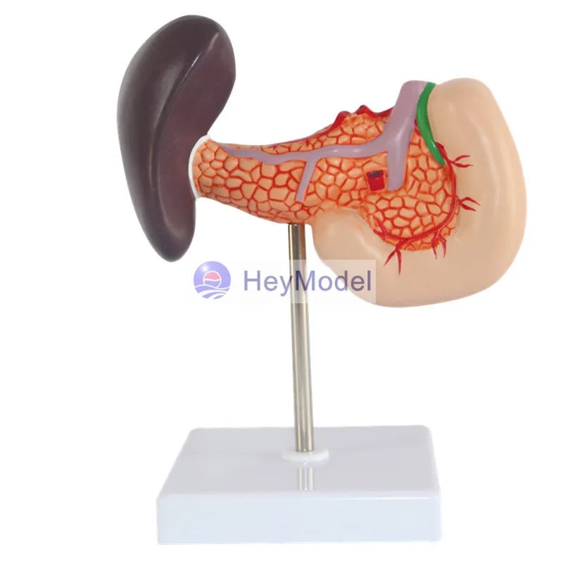 HeyModel Cecum and appendix model ileum model Lymphatic and Gastrointestinal Teaching Model Intestinal model
HeyModel Cecum and appendix model ileum model Lymphatic and Gastrointestinal Teaching Model Intestinal model