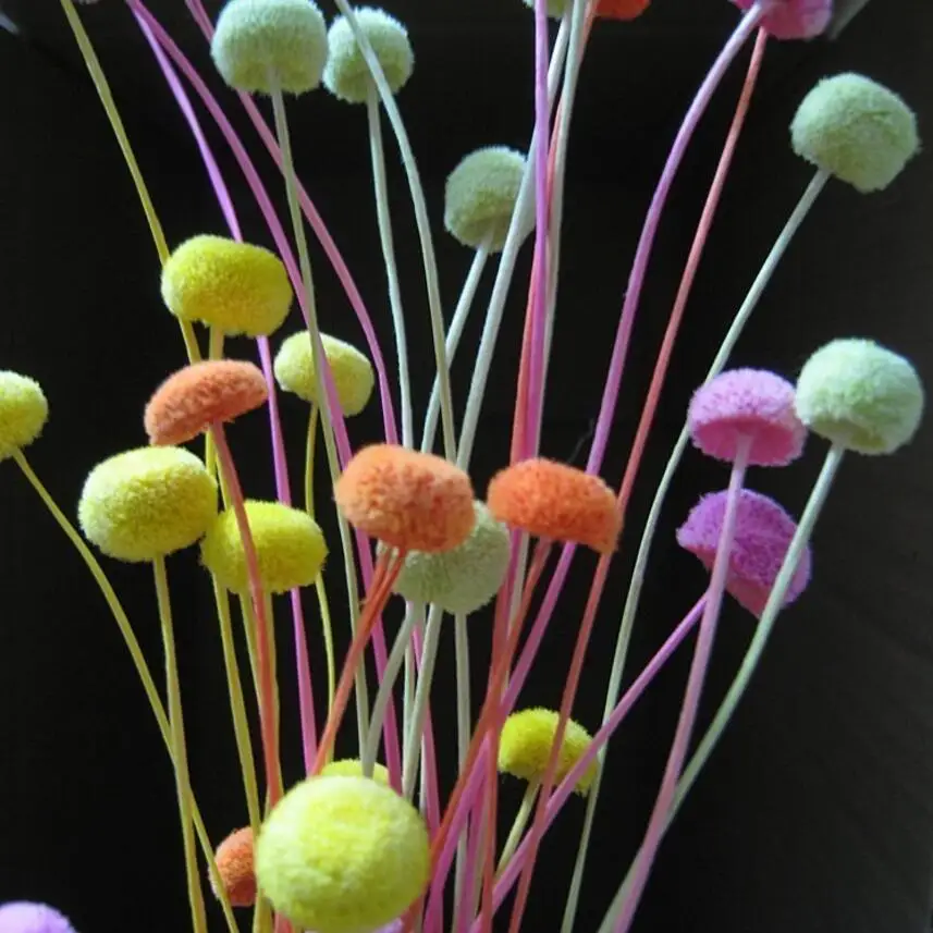 100pcs Dried Dendranthema Morifoliumcv.'pompon' Flower For Wedding Party Home Hotel Decoration DIY Bouquet Accessory
100pcs Dried Dendranthema Morifoliumcv.'pompon' Flower For Wedding Party Home Hotel Decoration DIY Bouquet Accessory