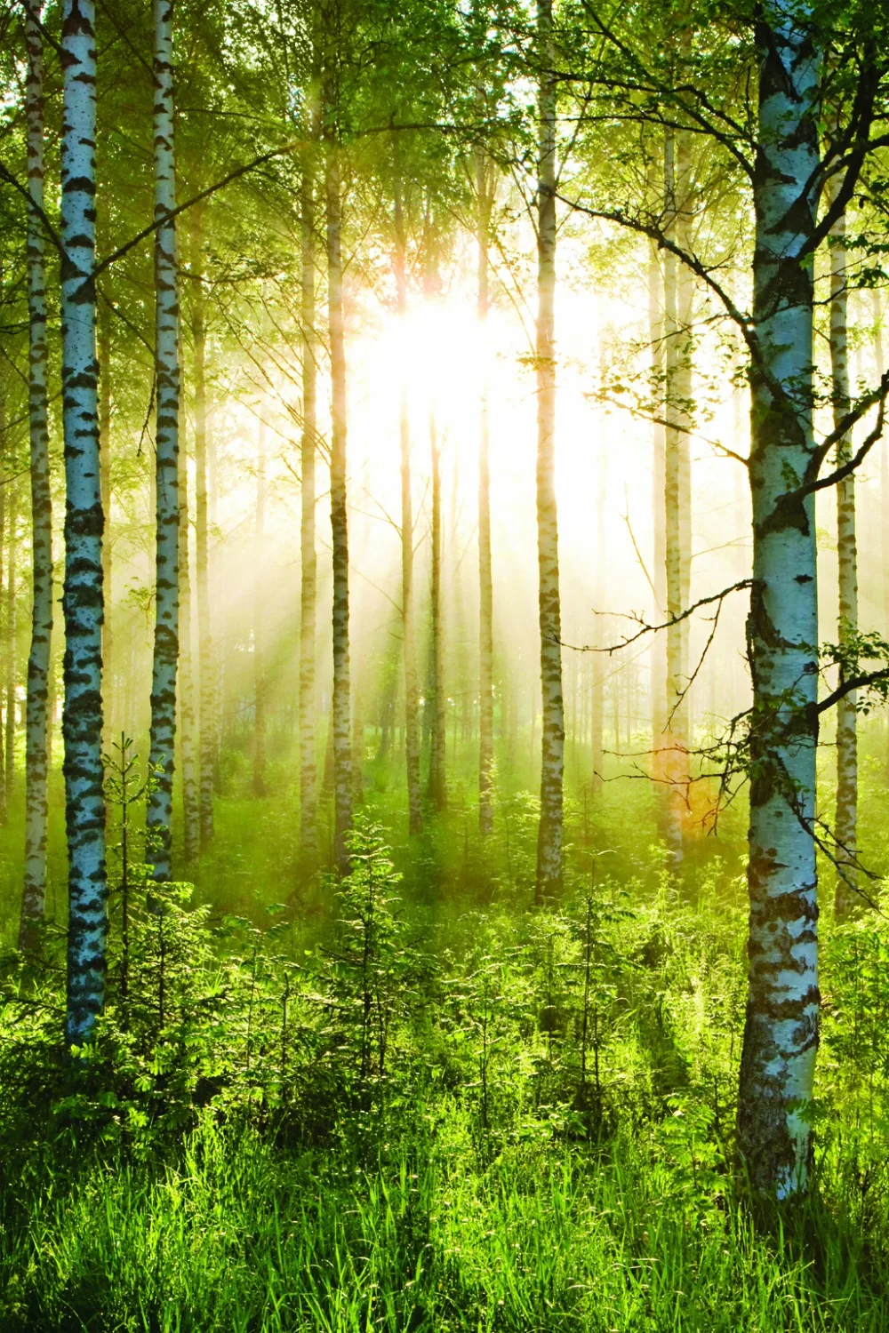 Custom curtains Natural Beautiful window curtain living room sunshine forest 3d curtians home decor modern
Custom curtains Natural Beautiful window curtain living room sunshine forest 3d curtians home decor modern