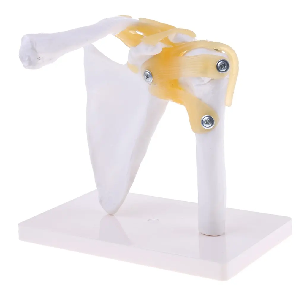 1: 1 Human Shoulder Clavicle with Ligaments Skeleton Model Anatomical Model School Teaching Tool Learning Display Lab Supplies
1: 1 Human Shoulder Clavicle with Ligaments Skeleton Model Anatomical Model School Teaching Tool Learning Display Lab Supplies