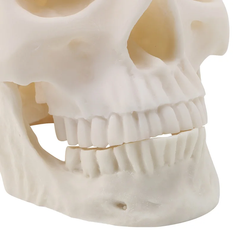 2019 NEW Realistic 1:1 Adult Size Human Skull Replica Resin Art Teaching Model Medical Dropshipping
2019 NEW Realistic 1:1 Adult Size Human Skull Replica Resin Art Teaching Model Medical Dropshipping
