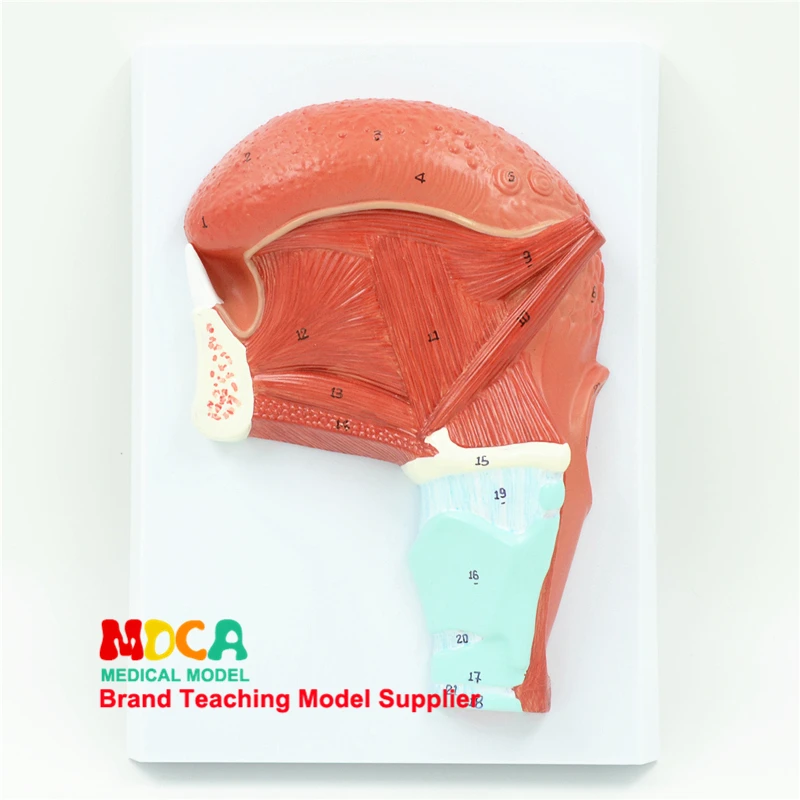 MHL005: Model Medicine Teaching of Anatomical Head of Oral Muscle and Glossal Muscle
MHL005: Model Medicine Teaching of Anatomical Head of Oral Muscle and Glossal Muscle