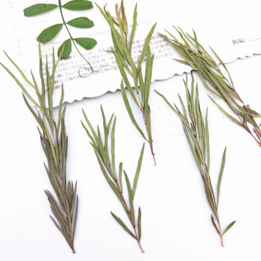 100pcs Pressed Dried Melaleuca Alternifolia Plant Herbarium For Jewelry Postcard Invitation Card Phone Case Bookmark Making DIY
100pcs Pressed Dried Melaleuca Alternifolia Plant Herbarium For Jewelry Postcard Invitation Card Phone Case Bookmark Making DIY