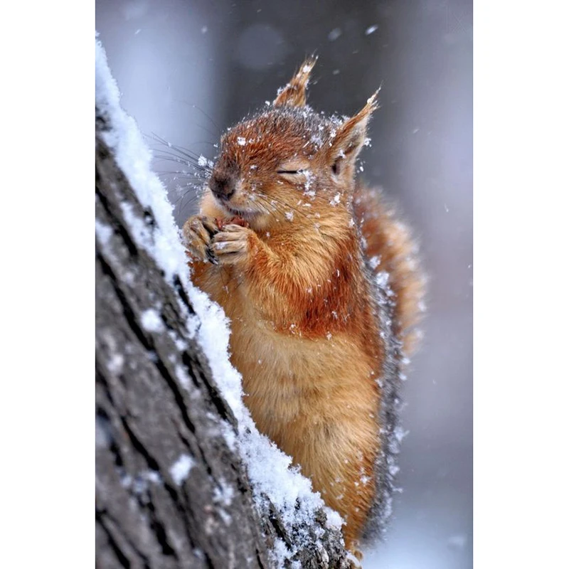 YI BRIGHT New Diamond Embroidery Snow Squirrel 2019 5d Diamond Painting Full Square Rhinestones Picture Diamond Mosaic Beadwork
YI BRIGHT New Diamond Embroidery Snow Squirrel 2019 5d Diamond Painting Full Square Rhinestones Picture Diamond Mosaic Beadwork