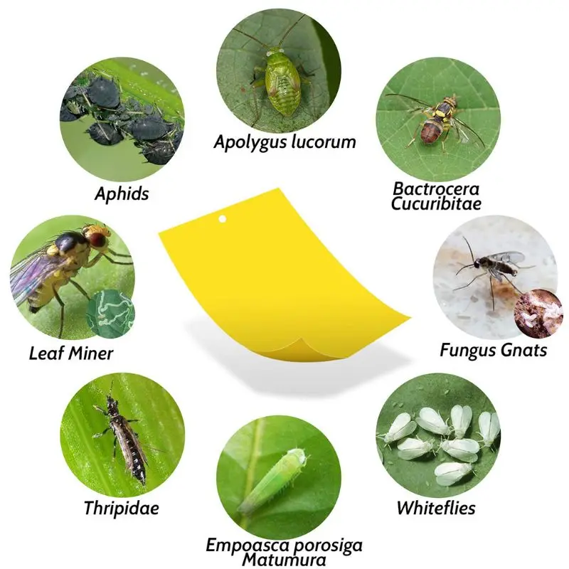 30Pcs Armyworm Flypaper Dual-Sided Yellow Sticky Traps Insect Killer for Flying Plant Insect Home Garden Supplies
30Pcs Armyworm Flypaper Dual-Sided Yellow Sticky Traps Insect Killer for Flying Plant Insect Home Garden Supplies