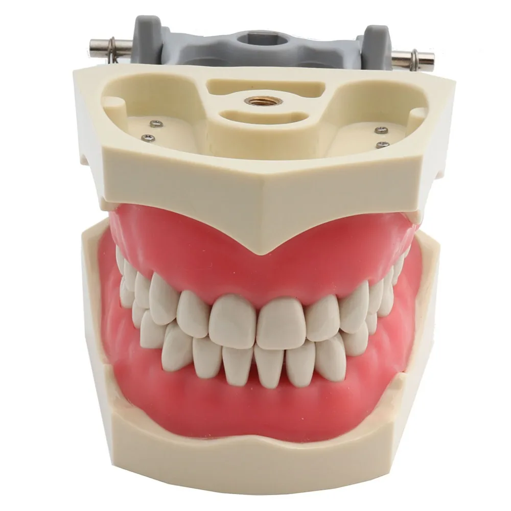 ADC Accredited Model Dental Teeth Model Dental Teaching Model Demonstration Tooth Model with Screw-in 32pcs Teeth
ADC Accredited Model Dental Teeth Model Dental Teaching Model Demonstration Tooth Model with Screw-in 32pcs Teeth
