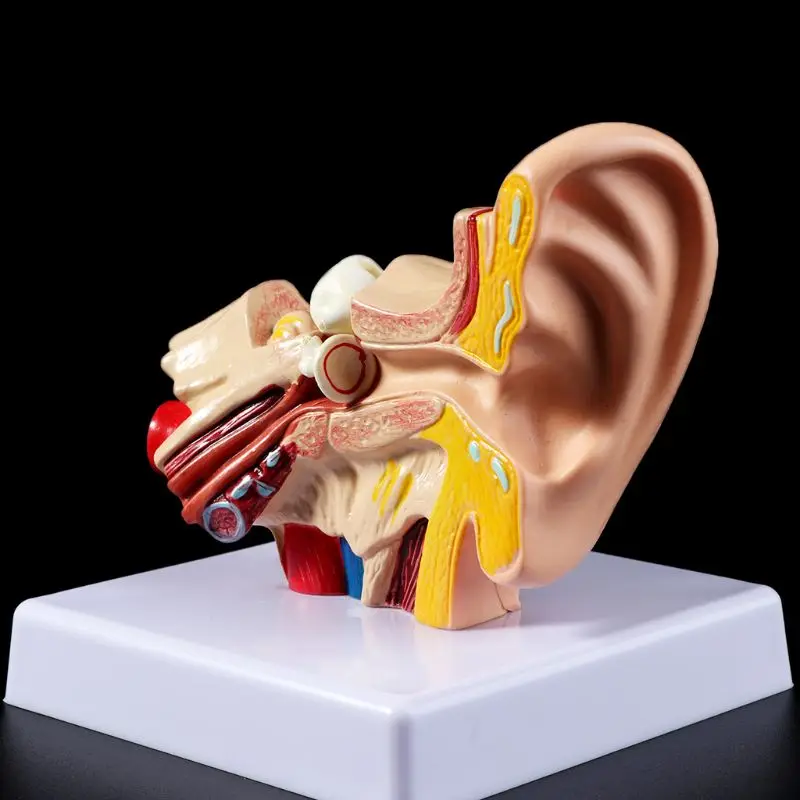 1.5 Times Life Size Human Ear Anatomy Model OrganMedical Teaching Supplies Professional
1.5 Times Life Size Human Ear Anatomy Model OrganMedical Teaching Supplies Professional