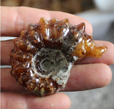 Super Top ! Polished " Goat Horn " Douvilleiceras Ammonite Fossil Specimen 30G--35G free shipping
Super Top ! Polished " Goat Horn " Douvilleiceras Ammonite Fossil Specimen 30G--35G free shipping
