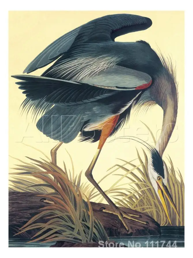 Modern bird art Great Blue Heron John James Audubon paintings High quality Hand painted
Modern bird art Great Blue Heron John James Audubon paintings High quality Hand painted