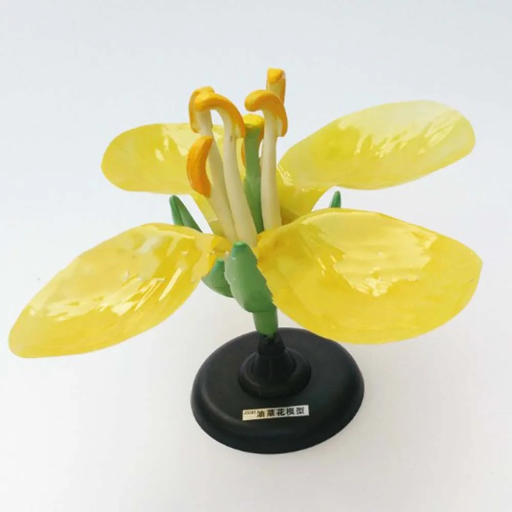 Detachable Giant Dicot Flower Cruciferae Rape Flower Anatomy Model Plant Anatomical Model Biology Teaching Experiment Equipment
Detachable Giant Dicot Flower Cruciferae Rape Flower Anatomy Model Plant Anatomical Model Biology Teaching Experiment Equipment
