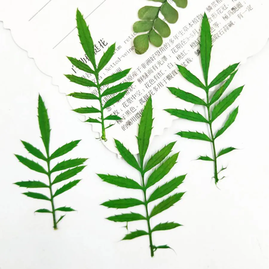 60pcs Pressed Dried Dyed Tagetes Patula L. Leaf Plant Herbarium For Jewelry Postcard Invitation Card Phone Case Bookmark DIY
60pcs Pressed Dried Dyed Tagetes Patula L. Leaf Plant Herbarium For Jewelry Postcard Invitation Card Phone Case Bookmark DIY