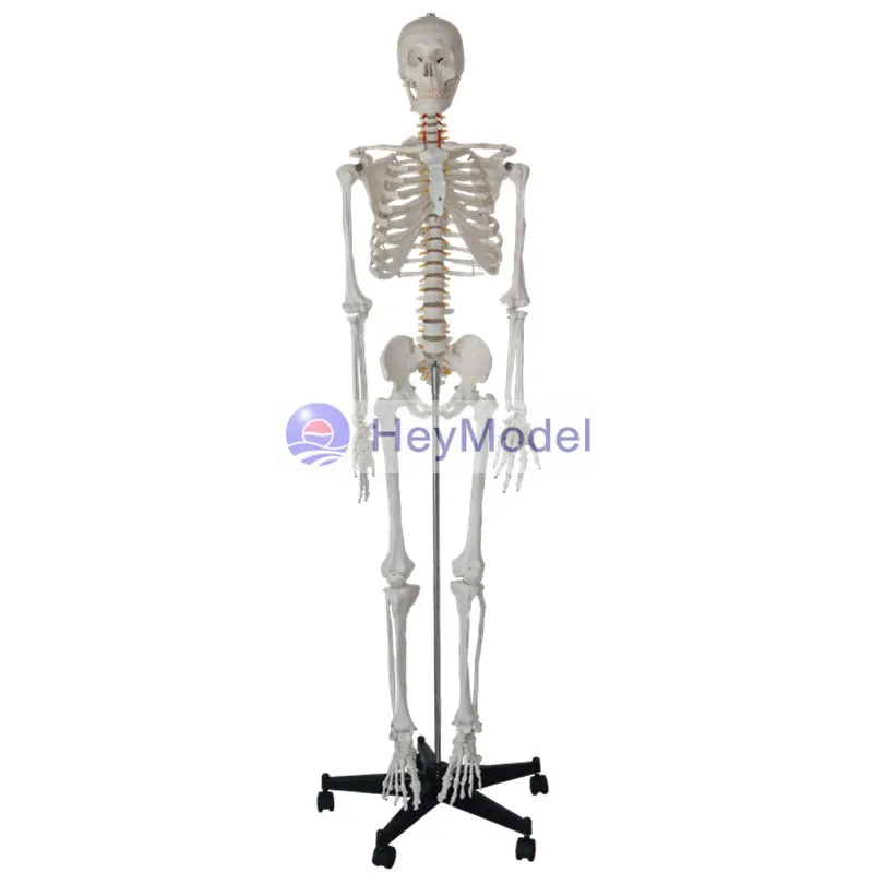 HeyModel Human Whole Body Bone Model Skeleton with Painted Color for Medical Use
HeyModel Human Whole Body Bone Model Skeleton with Painted Color for Medical Use