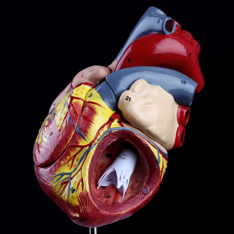 2019 NEW Disassembled Anatomical Human Heart Model Anatomy Medical Viscera Organs Medical Teaching Resource Tool Dropshipping
2019 NEW Disassembled Anatomical Human Heart Model Anatomy Medical Viscera Organs Medical Teaching Resource Tool Dropshipping