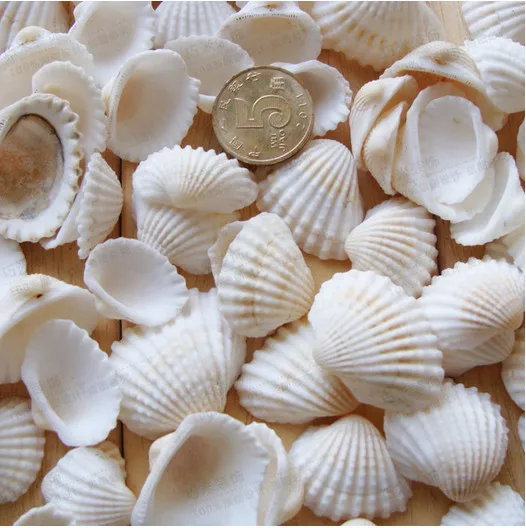 Free shipping 100pcs/lot natural white color sea shell snail/trumpet shell wedding/festival/party decoration conch
Free shipping 100pcs/lot natural white color sea shell snail/trumpet shell wedding/festival/party decoration conch