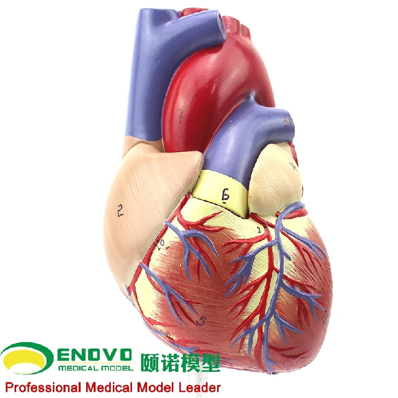 1: 1 human heart model B ultrasound color ultrasound cardiac medicine heart anatomy teaching model 12*12*25CM
1: 1 human heart model B ultrasound color ultrasound cardiac medicine heart anatomy teaching model 12*12*25CM