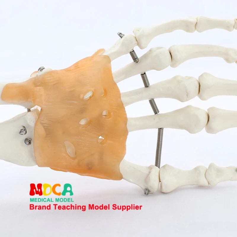 Flexible hand joint model hand bone model wrist joint ligament palm bone skeleton medical teaching MSG004
Flexible hand joint model hand bone model wrist joint ligament palm bone skeleton medical teaching MSG004