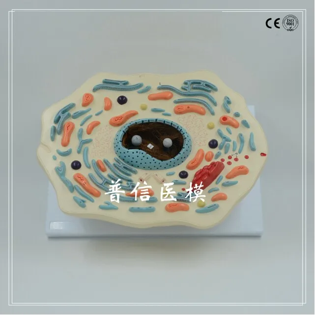 Free shipping&Animal model of cell microstructure, anatomical models, teaching aids, biology teaching,Medical anatomy
Free shipping&Animal model of cell microstructure, anatomical models, teaching aids, biology teaching,Medical anatomy