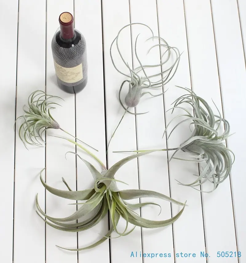 1 PCS Beautiful Artificial Plastic Grass Green Succulent Plants Home Decoration F439
1 PCS Beautiful Artificial Plastic Grass Green Succulent Plants Home Decoration F439