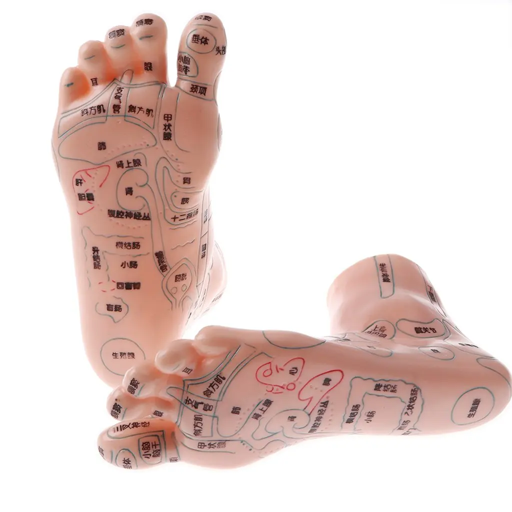 2pcs Human Foot Reflexology Acupuncture Model Massage Model with Acupoint for School Teaching Tool Learning Display Lab Supplies
2pcs Human Foot Reflexology Acupuncture Model Massage Model with Acupoint for School Teaching Tool Learning Display Lab Supplies