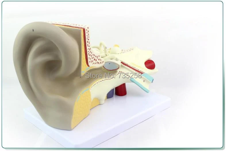 Ear Anatomic Structure Model,6 Parts Decomposition Model of the Ear,Ear Anatomy Model
Ear Anatomic Structure Model,6 Parts Decomposition Model of the Ear,Ear Anatomy Model