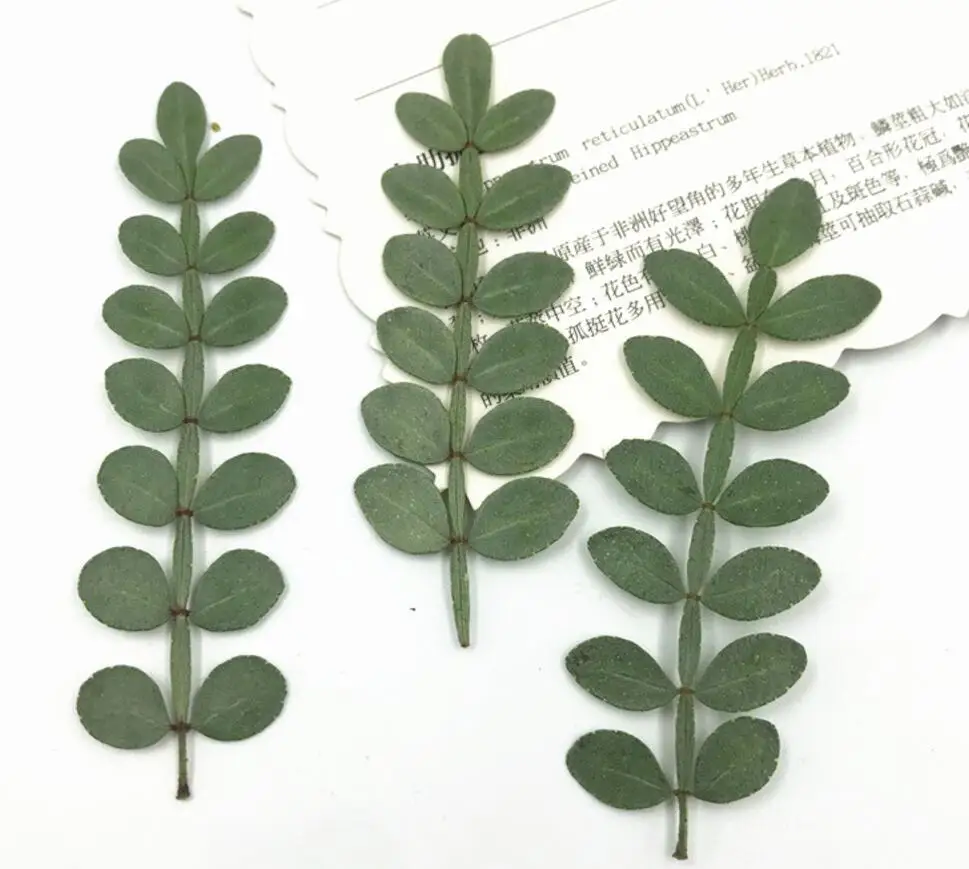 120pcs Pressed Dried Flower Zanthoxylum piperitum Leaf Filler For Epoxy Resin Jewelry Making Postcard Frame Phone Case Craft DIY
120pcs Pressed Dried Flower Zanthoxylum piperitum Leaf Filler For Epoxy Resin Jewelry Making Postcard Frame Phone Case Craft DIY
