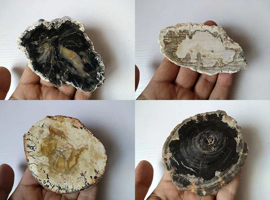 3"-4"Petrified Wood Round Fossil Specimen Madagascar -1pc 
3"-4"Petrified Wood Round Fossil Specimen Madagascar -1pc