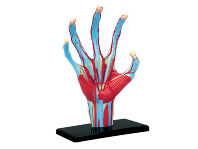4D Human hand Muscular nerve organs Teaching Model for Anatomical Medicine puzzle toy Medical Science Assembly model Anatomical
4D Human hand Muscular nerve organs Teaching Model for Anatomical Medicine puzzle toy Medical Science Assembly model Anatomical