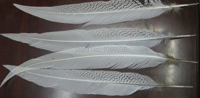 Free Shipping 100pcs Silver pheasant Feathers 45-50cm 18-20inch White pheasant silver Feathers DIY Feathers Cloth accessory
Free Shipping 100pcs Silver pheasant Feathers 45-50cm 18-20inch White pheasant silver Feathers DIY Feathers Cloth accessory