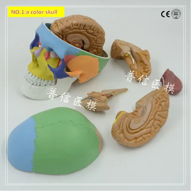 Free shipping &1:1size of the human skull, harnpan, brain anatomy model,Four models to choose.medical teaching model wholesale.
Free shipping &1:1size of the human skull, harnpan, brain anatomy model,Four models to choose.medical teaching model wholesale.