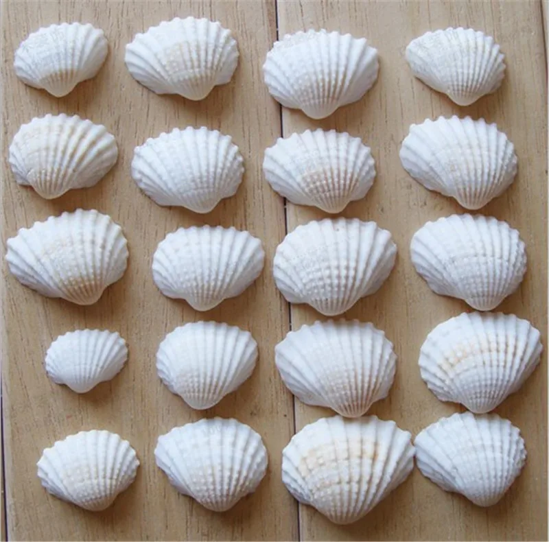 100pcs/Lot Natural shell diy tank aquarium decoration white shell 2-3cm small conch sea natural crafts white sea shells conch
100pcs/Lot Natural shell diy tank aquarium decoration white shell 2-3cm small conch sea natural crafts white sea shells conch