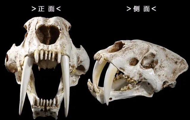 Saber-toothed tiger skull model resin crafts Halloween decoration skeleton model
Saber-toothed tiger skull model resin crafts Halloween decoration skeleton model