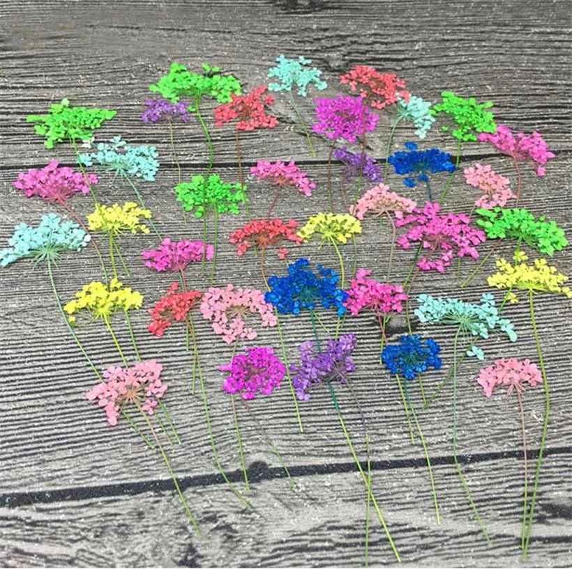 60pcs 4-8cm Pressed Dried Ammi Majus Flowers With Stalks Plant Herbarium For Jewelry Postcard Phone Case Bookmark Craft DIY
60pcs 4-8cm Pressed Dried Ammi Majus Flowers With Stalks Plant Herbarium For Jewelry Postcard Phone Case Bookmark Craft DIY